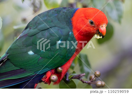 Australian King Parrot in Victoria Australia Australian King Parrot in Victoria Australia 110259059