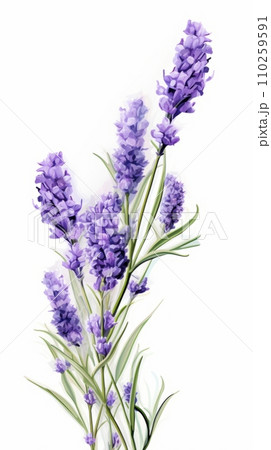 Lavender bouquet isolated on white 110259591