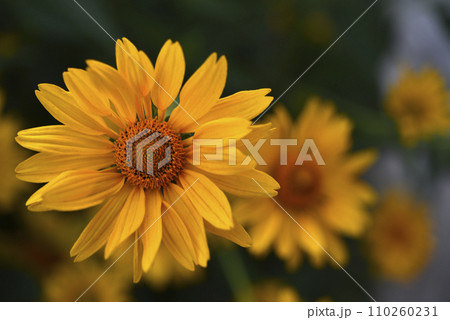 The Asteraceae family. Large yellow flowers. Sunflower. 110260231