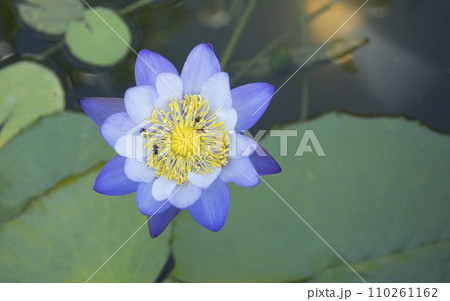 White water lily White water lily 110261162