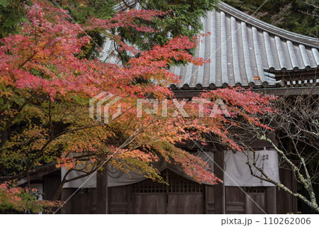 鎌倉12月 安国論寺5 紅葉 鎌倉12月 安国論寺5 紅葉 110262006