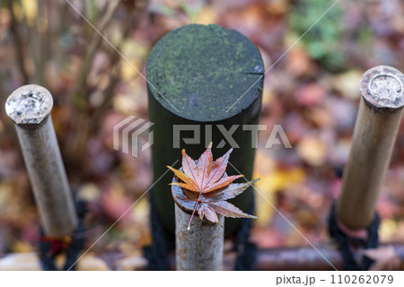 鎌倉12月 安国論寺11 紅葉 鎌倉12月 安国論寺11 紅葉 110262079