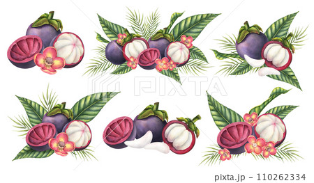 Mangosteen with palm leaves and flowers. Watercolor hand drawn set of illustrations with exotic tropical Fruit on isolated background. Drawing of asian food with garcinia and juicy slices. 110262334