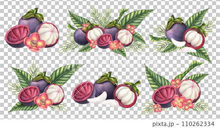 Mangosteen with palm leaves and flowers. Watercolor hand drawn set of illustrations with exotic tropical Fruit on isolated background. Drawing of asian food with garcinia and juicy slices. 110262334