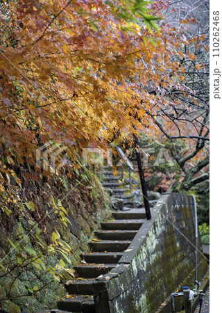 鎌倉12月 光則寺10 紅葉 鎌倉12月 光則寺10 紅葉 110262468