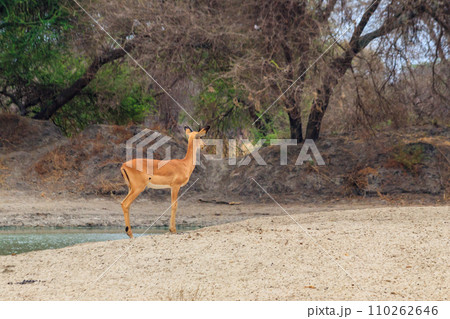 Impala (Aepyceros melampus) in Tarangire National Park, Tanzania Impala (Aepyceros melampus) in Tarangire National Park, Tanzania 110262646