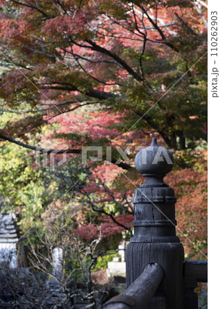 鎌倉12月　妙本寺1　紅葉 110262903