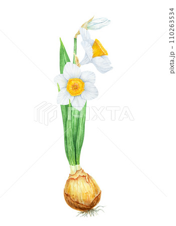 Narcissus, watercolor illustration of daffodils with bulb. Hand drawn watercolor painting of spring garden flower. White and yellow botanical painting for greeting, wedding, Easter, Mothers day print Narcissus, watercolor illustration of daffodils with bulb. Hand drawn watercolor painting of spring garden flower. White and yellow botanical painting for greeting, wedding, Easter, Mothers day print 110263534