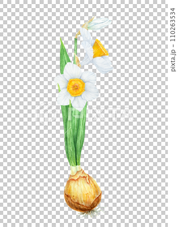 Narcissus, watercolor illustration of daffodils with bulb. Hand drawn watercolor painting of spring garden flower. White and yellow botanical painting for greeting, wedding, Easter, Mothers day print Narcissus, watercolor illustration of daffodils with bulb. Hand drawn watercolor painting of spring garden flower. White and yellow botanical painting for greeting, wedding, Easter, Mothers day print 110263534
