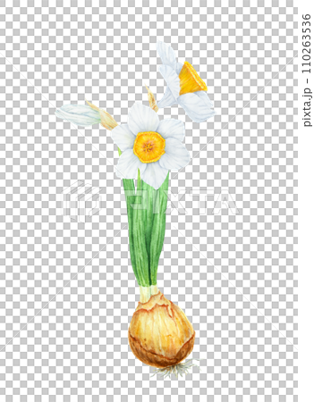 Narcissus, watercolor illustration of daffodils with bulb. Hand drawn watercolor painting of spring garden flower. White and yellow botanical painting for greeting, wedding, Easter, Mothers day print 110263536