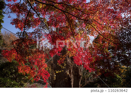 鎌倉12月 報国寺5 紅葉 鎌倉12月 報国寺5 紅葉 110263642