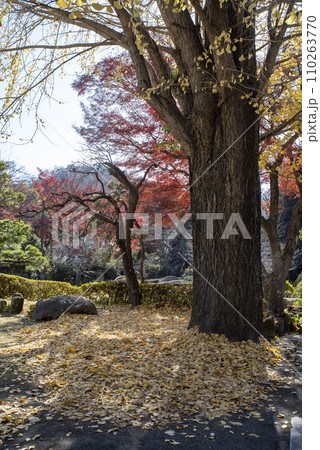 鎌倉12月 浄明寺3 紅葉 鎌倉12月 浄明寺3 紅葉 110263770