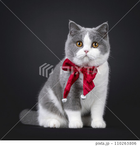 British Shorthair cat on black British Shorthair cat on black 110263806