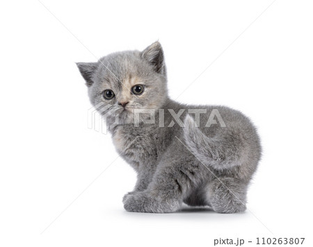 British Shorthair cat kitten on white 110263807