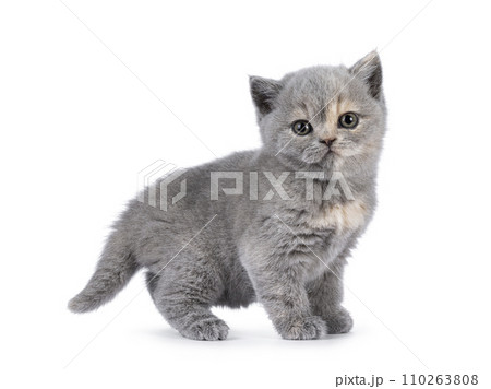 British Shorthair cat kitten on white 110263808