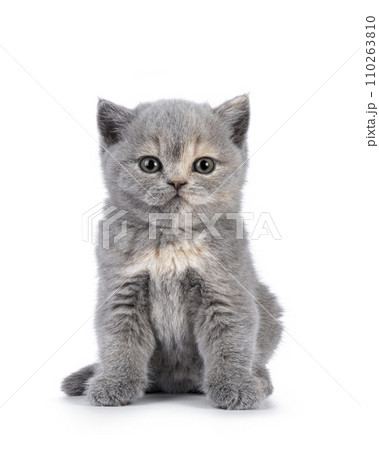 British Shorthair cat kitten on white British Shorthair cat kitten on white 110263810