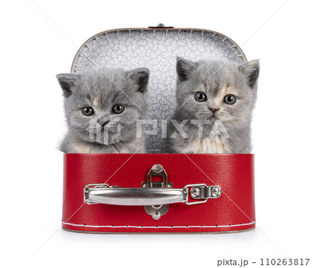 British Shorthair cat kitten on white 110263817