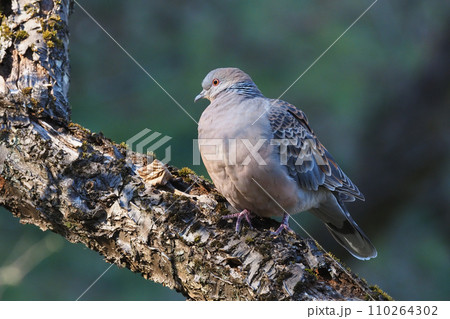 キジバト 110264302