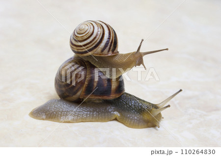 Two snail grape close-up - studio shot, biology, wild life Two snail grape close-up - studio shot, biology, wild life 110264830