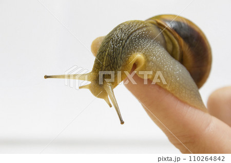Close-up grape snail on female finger, pet - biology, food Close-up grape snail on female finger, pet - biology, food 110264842
