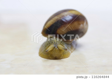 Grape snail close-up - studio shot, biology, wild life, male, food 110264844