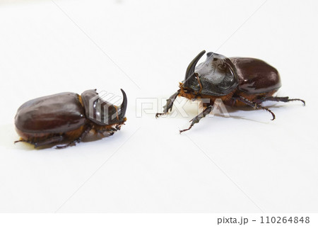 Rhinoceros beetle close up - studio shot, insectoid biology 110264848