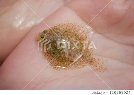Flounder cub in the female hands - underwater world, food Flounder cub in the female hands - underwater world, food 110265024
