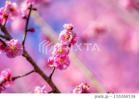 【春素材】大王わさび農場にある梅の花【長野県】 110266536