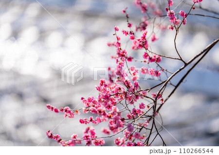 【春素材】大王わさび農場にある梅の花【長野県】 【春素材】大王わさび農場にある梅の花【長野県】 110266544