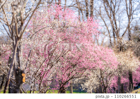 【春素材】大王わさび農場にある梅の花【長野県】 110266551