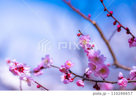 【梅の花素材】梅の花と青空【静岡県】 【梅の花素材】梅の花と青空【静岡県】 110266657