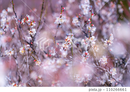 【梅の花素材】梅の花と青空【静岡県】 【梅の花素材】梅の花と青空【静岡県】 110266661