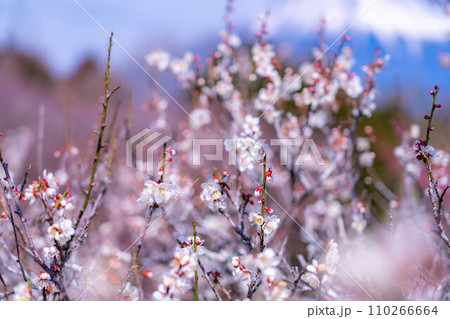 【梅の花素材】梅の花と青空【静岡県】 110266664