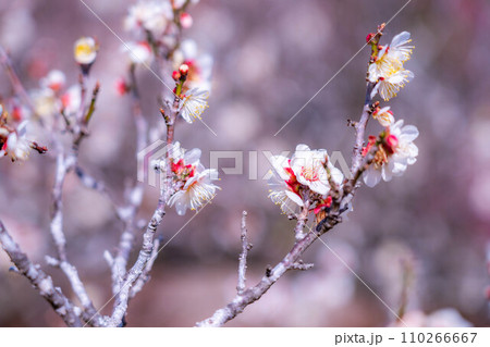 【梅の花素材】梅の花と青空【静岡県】 110266667