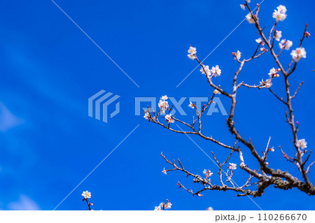 【梅の花素材】梅の花と青空【静岡県】 【梅の花素材】梅の花と青空【静岡県】 110266670