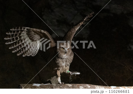 森の神 シマフクロウ 森の神 シマフクロウ 110266681