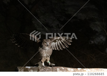 森の神　シマフクロウ 110266685