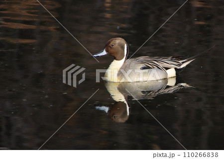 水面をのんびり泳ぐオナガガモ 110266838
