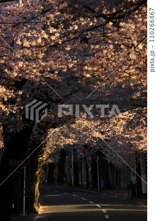 桜を通り抜ける道路 【常盤平さくら通りにて】 桜を通り抜ける道路 【常盤平さくら通りにて】 110266867