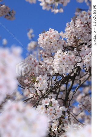 青空に映える満開の桜 110266890