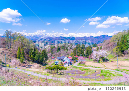 【春素材】春の絶景・小川村番所の桜【長野県】 【春素材】春の絶景・小川村番所の桜【長野県】 110266918