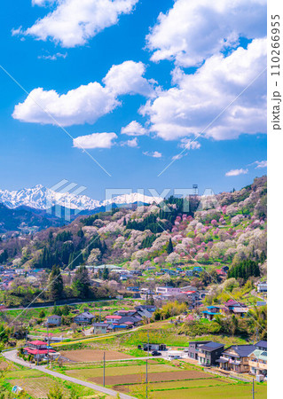 【里山の春】小川村・二反田の桜【長野県】 【里山の春】小川村・二反田の桜【長野県】 110266955