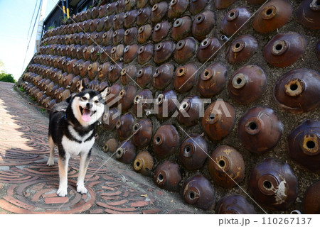 土管坂の柴犬 110267137