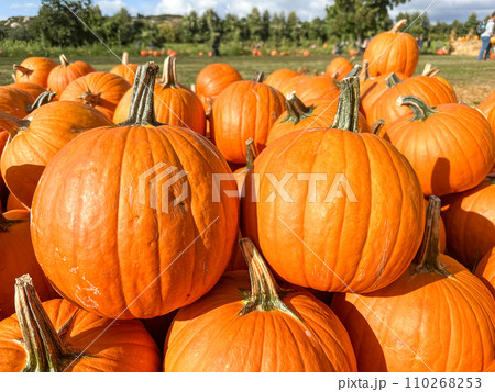 Pumpkins in the field during harvest time in fall. Halloween preparation Pumpkins in the field during harvest time in fall. Halloween preparation 110268253