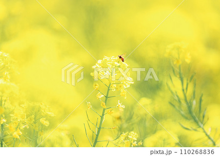 菜の花と蜜蜂 菜の花と蜜蜂 110268836