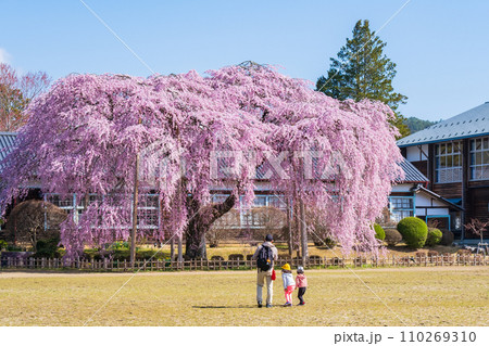 杵原学校の枝垂れ桜 110269310