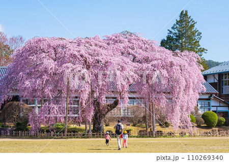 杵原学校の枝垂れ桜 110269340