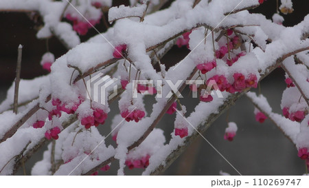 雪が積もった赤いユモトマユミの果実 110269747