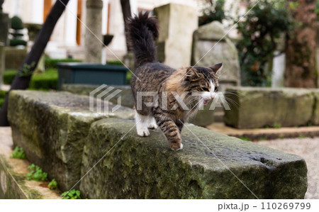 Cats on the details of ancient architecture 110269799