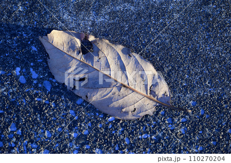 アスファルトに落ちた枯葉 アスファルトに落ちた枯葉 110270204